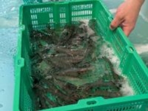 どんな素人でもエビやサーモンを生産できる時代が来る…NTTが技術を結集した｢魚介の陸上養殖｣が叶える未来