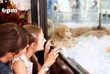 「日本のペットショップは欧米では｢違法｣…かわいい子犬を買った客が｢生体販売ビジネス｣の"協力者"になるワケ」の画像1