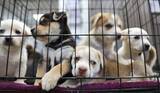 「日本のペットショップは欧米では｢違法｣…かわいい子犬を買った客が｢生体販売ビジネス｣の"協力者"になるワケ」の画像2