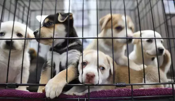 「日本のペットショップは欧米では｢違法｣…かわいい子犬を買った客が｢生体販売ビジネス｣の"協力者"になるワケ」の画像