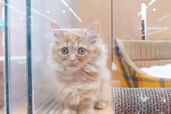 「日本のペットショップは欧米では｢違法｣…かわいい子犬を買った客が｢生体販売ビジネス｣の"協力者"になるワケ」の画像
