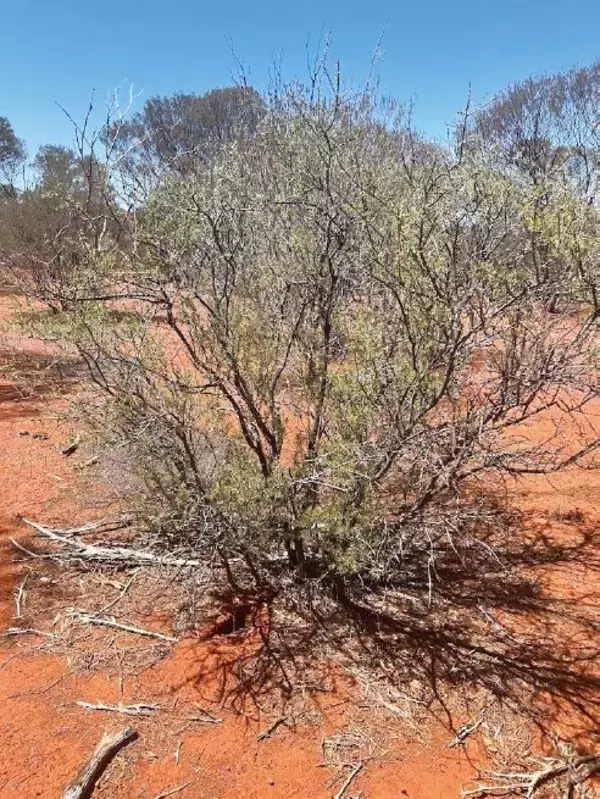 「「昆虫食は美味しくない」説は覆った…オーストラリアの荒野に生息する"スイーツのような虫"の正体」の画像