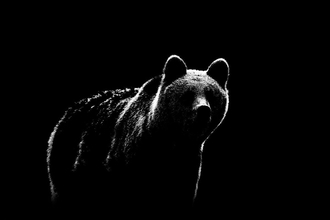 春になると毎年誰かがクマに喰い殺される…北海道を恐怖のどん底に陥れた｢怪物ヒグマ｣の不気味な学習能力