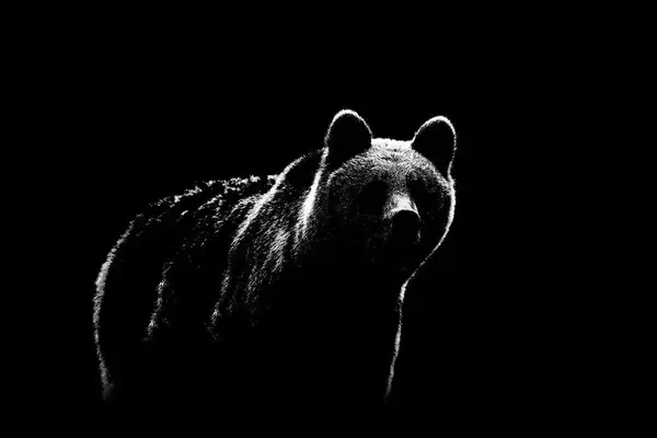 春になると毎年誰かがクマに喰い殺される…北海道を恐怖のどん底に陥れた｢怪物ヒグマ｣の不気味な学習能力