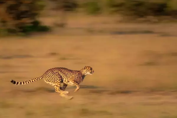 「｢雑草魂=がむしゃらに頑張る｣ではない…植物学者が解説する｢タンポポがアスファルトでも育つ｣本当の理由」の画像