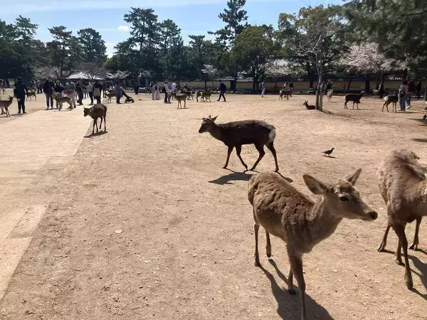 鹿せんべい求めて人間を追う"神の使い"の変わり果てた姿…インバウンド成功の裏で｢奈良の鹿｣に起きた異変