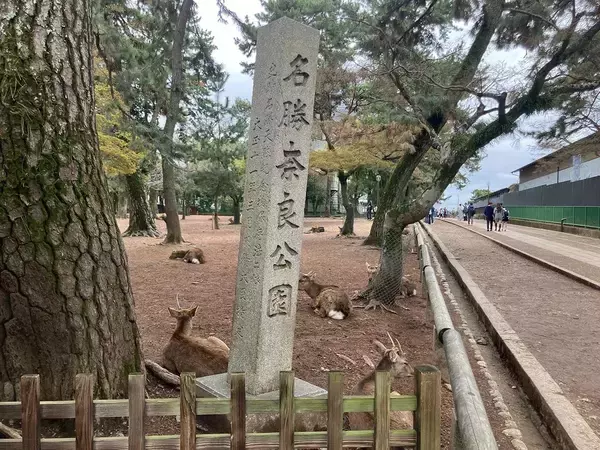 「鹿せんべい求めて人間を追う"神の使い"の変わり果てた姿…インバウンド成功の裏で｢奈良の鹿｣に起きた異変」の画像