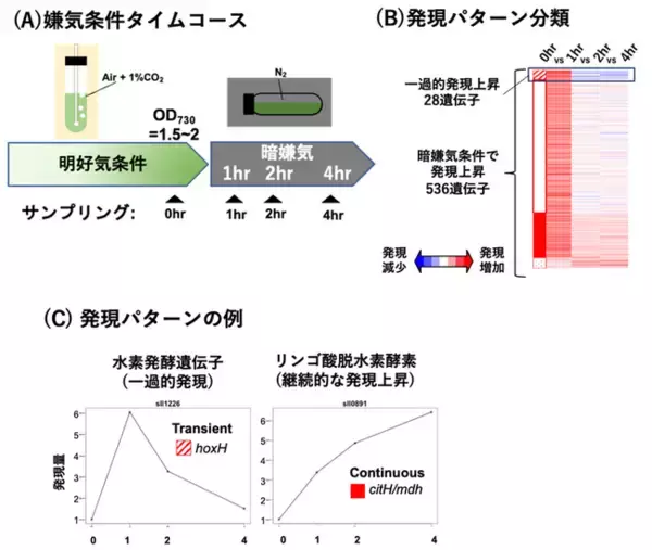 ～DNAの高次構造はラン藻の転写制御の新たな視点～水素生産遺伝子を制御するラン藻のグローバル転写因子cyAbrB2は核様体結合タンパク質である