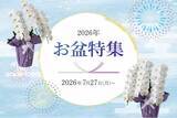 「お盆のお供え胡蝶蘭を7月27日～販売開始！初盆・新盆向け商品も展開｜胡蝶蘭専門サイトフラワースミスギフト」の画像1
