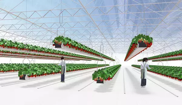 【ファーマインド】ファーマ村いちご農園　2025年11月の初出荷の品種を決定