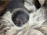 「人気急上昇中の癒し系動物！「フタユビナマケモノ」の赤ちゃんが誕生」の画像1