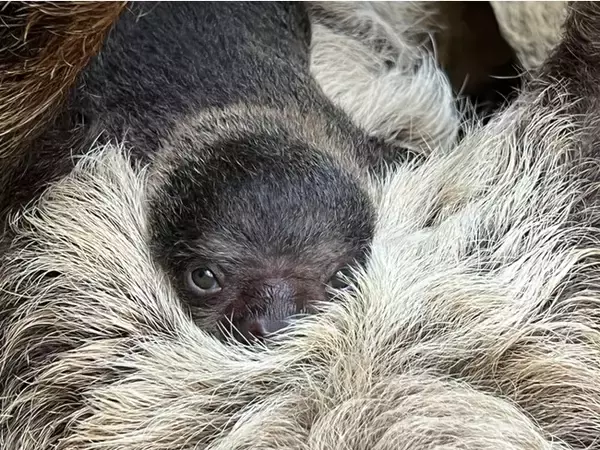 人気急上昇中の癒し系動物！「フタユビナマケモノ」の赤ちゃんが誕生
