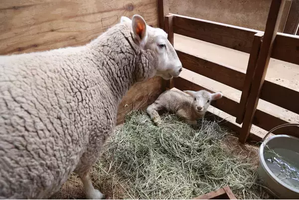 「【動物の赤ちゃんニュース】マザー牧場で赤ちゃん羊 第1号が誕生しました！」の画像