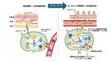 「アトピー性皮膚炎を発端に症状が全身に拡大する「アトピーマーチ」のメカニズムを解明 ～IL-13と特定の樹状細胞の相互作用が高親和性IgE抗体産生を駆動する～」の画像1