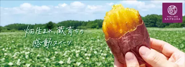 「蔵出し焼き芋かいつか　ブランドリニューアル　　　　　　　　　　　　　　　　　　　　　　　　　　　　　　　　　　　　　　　　　　　　紅天使、シルク天使、むらさき天使をシリーズ展開」の画像