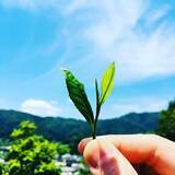 「【阪神梅田本店】次代の日本茶をつくる茶人たちによる茶葉やドリンクが大集合「阪神日本茶フェス」開催！」の画像1