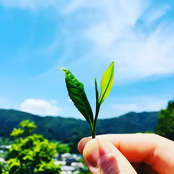 【阪神梅田本店】次代の日本茶をつくる茶人たちによる茶葉やドリンクが大集合「阪神日本茶フェス」開催！