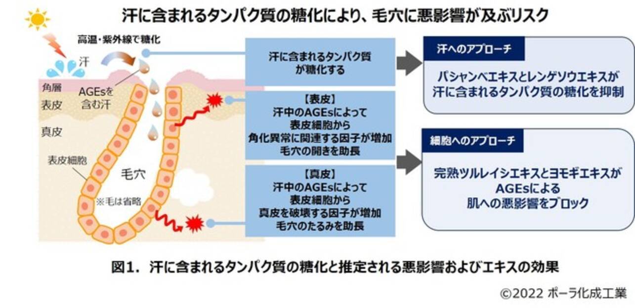 汗の成分が糖化することを新たに発見 22年1月11日 エキサイトニュース