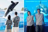 「〈西日本で唯一〉シャチのパフォーマンスで人気の神戸須磨シーワールドとフェリシモ「Sunny clouds［サニークラウズ］」がコラボ」の画像1