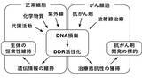「DNA損傷応答の段階的制御機構を解明 ― シグナルの活性化から不活性化までをつなぐ構造転換を発見 ―」の画像1