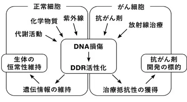 「DNA損傷応答の段階的制御機構を解明 ― シグナルの活性化から不活性化までをつなぐ構造転換を発見 ―」の画像