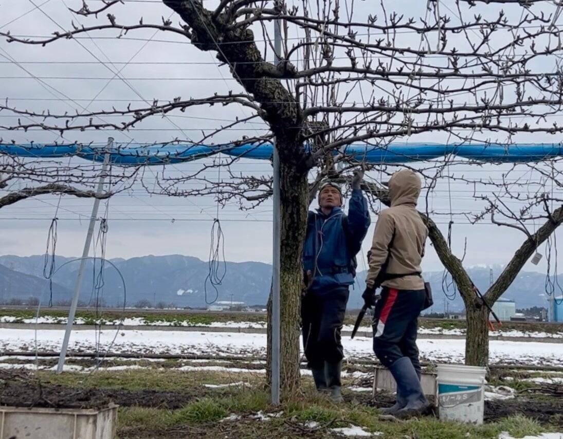 プロ野球独立リーグ選手から農業へ転身。後継者不在の梨園を親子で引き継いだ「アグリん農縁」の挑戦