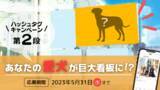 「Solana Resortプレゼンツ！「ハッシュタグキャンペーン第2段！あなたの愛犬が巨大看板に！？」開催」の画像1