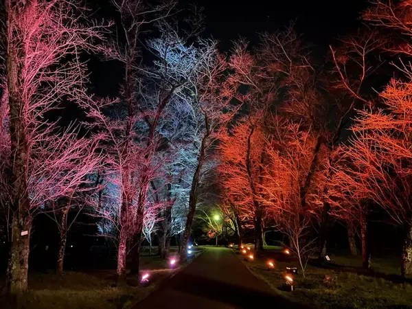 【千葉県佐倉市】サムライのまちの夜桜と竹灯籠！ 日本百名城・佐倉城が桜ライトアップ（3/28～4/2）