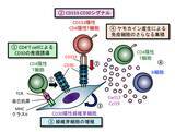 「【徳島大学】自己免疫疾患の進行を加速する新メカニズムを解明～免疫細胞と線維芽細胞の“クロストーク”が鍵～」の画像1