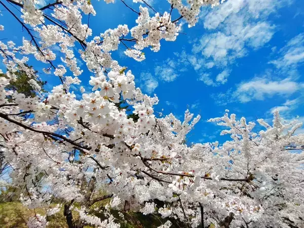 「創業44年、弘前駅のお土産屋はなぜご当地キャラを作ったのか？弘前物産パルシー創業から「弘前ルーシィ」誕生までを辿る」の画像