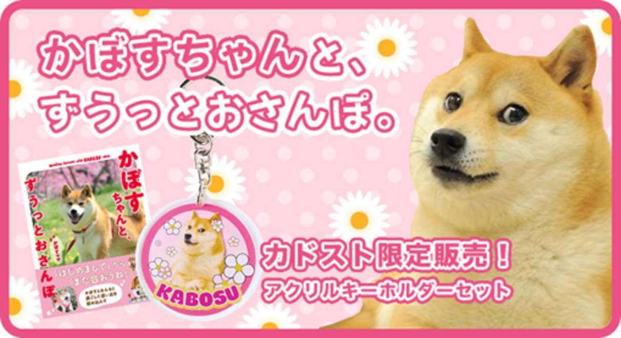 世界一有名な柴犬「Doge」の象徴 かぼすちゃんの写真集が期間限定で発売開始！―かぼすちゃんと過ごした大切な時間がこの一冊に。― - エキサイトニュース