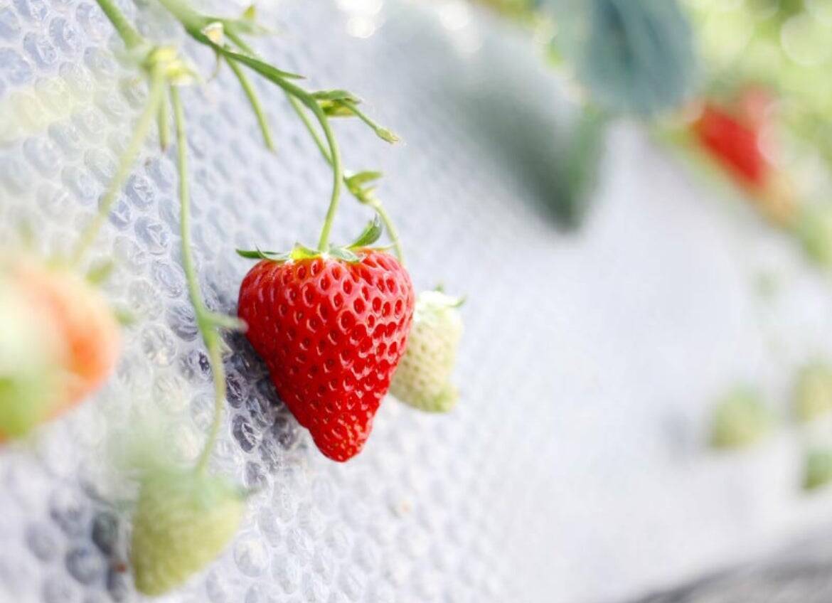 愛知県みよし市から全国へ。コンビニスイーツ開発職から自宅庭で3坪のお菓子屋「HANALULU」を開業した想いとその裏側のストーリー