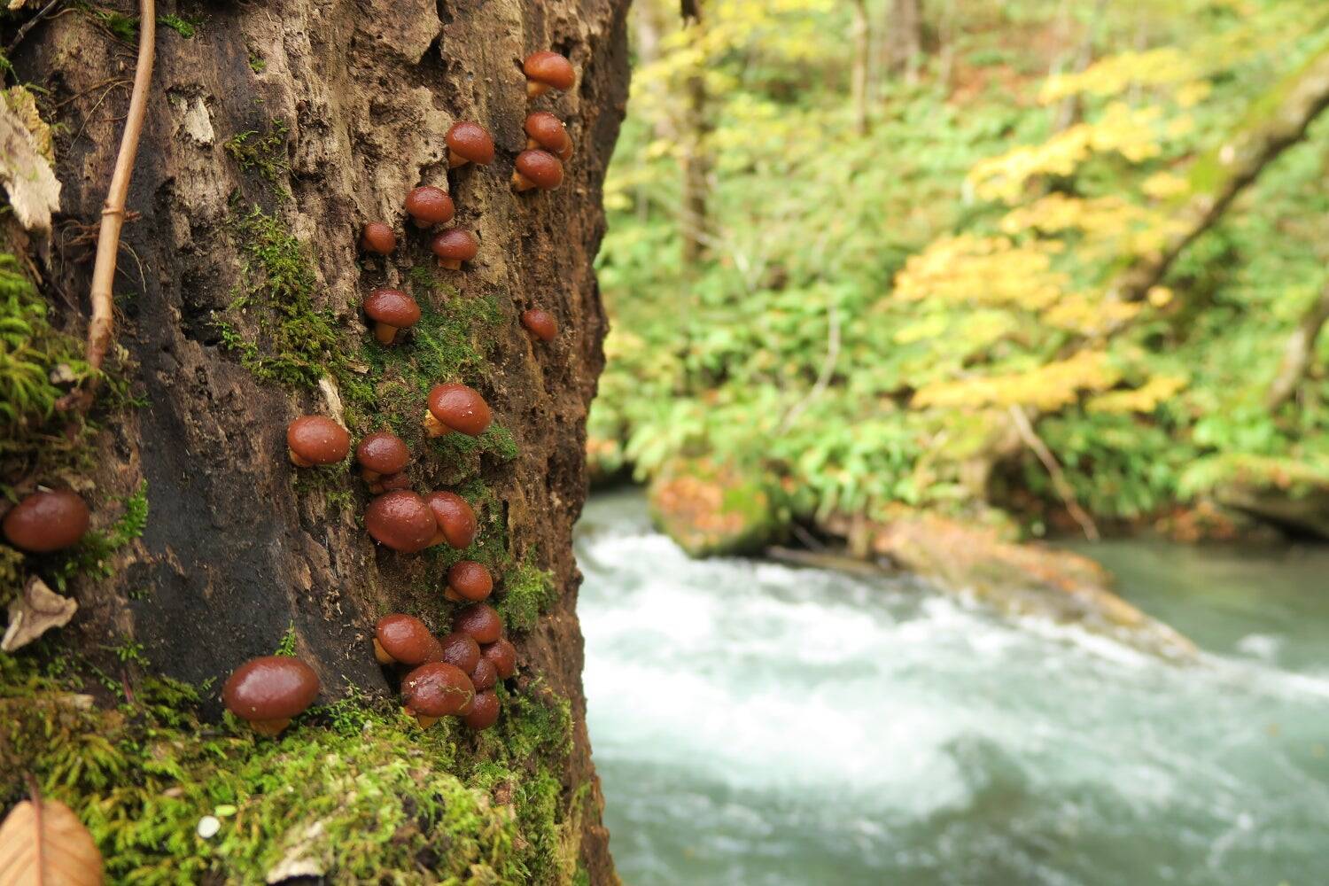 【純粋な狂気】参加者ゼロの“お荷物ツアー”が「毒きのこ」で予約率70%に大化けした理由