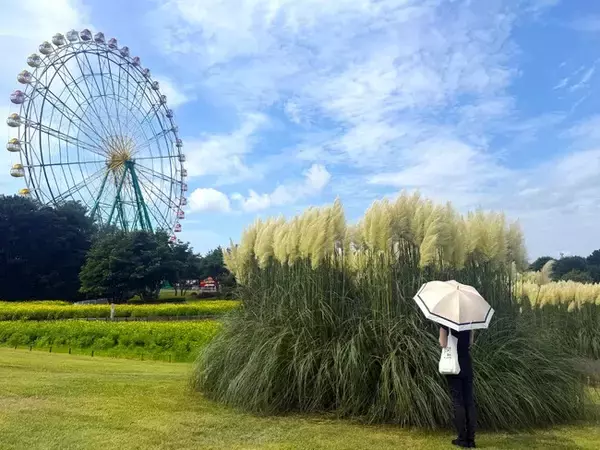 パンパスグラスが見頃を迎えました。（国営ひたち海浜公園）
