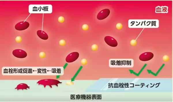 医療機器コーティング材で医療分野の発展に貢献！～生体適合性・力学特性を兼ね備えた水系ポリウレタン樹脂を開発～