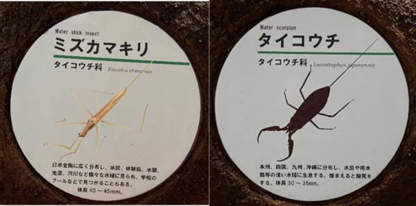 水族トピック展示 夏休み特別企画２０２２ 滋賀にいる水生昆虫 展を開催します 22年7月7日 エキサイトニュース