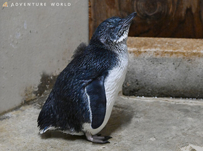 コガタペンギンの赤ちゃんがプール遊泳練習をスタートします★