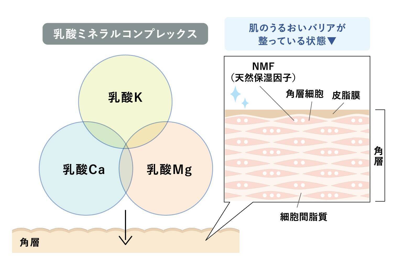 OSAJI（オサジ）がベーシック シリーズをリニューアル。循環型リサイクルシステムを導入し、ブランド7年目にさらなる高みを目指す理由とその想いとは