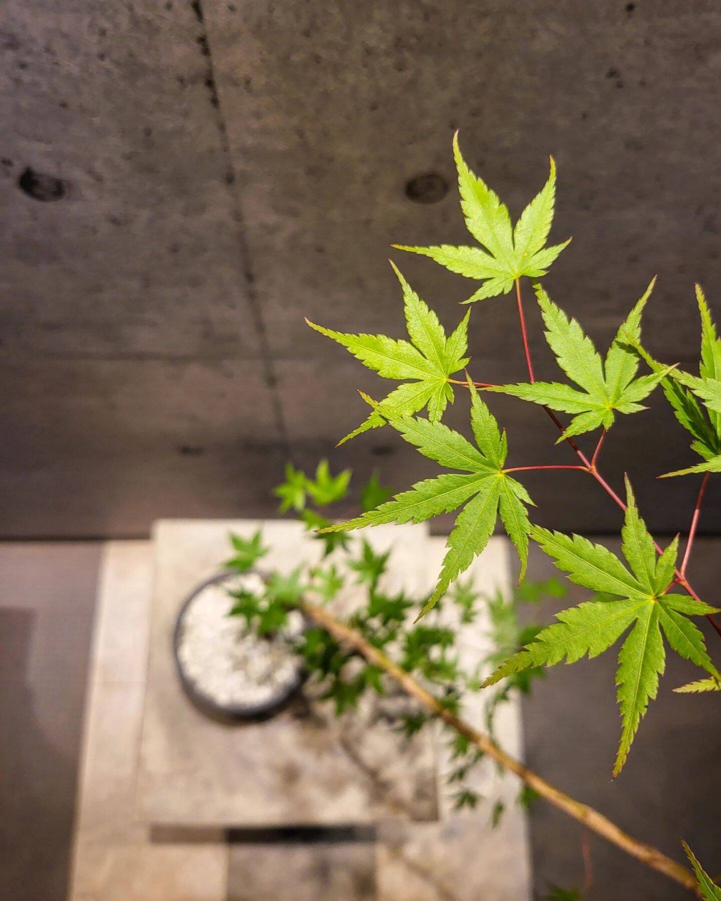 インテリア、内装、造園、花屋。そのすべてが「空間づくり」につながった。and collaboが提案する、植物のある豊かな暮らし。