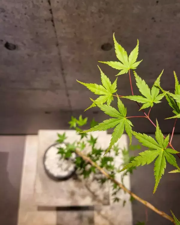 「インテリア、内装、造園、花屋。そのすべてが「空間づくり」につながった。and collaboが提案する、植物のある豊かな暮らし。」の画像