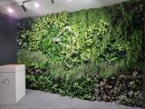 「インテリア、内装、造園、花屋。そのすべてが「空間づくり」につながった。and collaboが提案する、植物のある豊かな暮らし。」の画像6