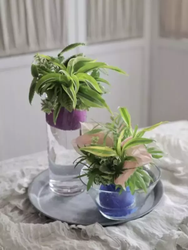 受講者4万人超！全国から集まる八尾の人気教室で、関西初の“観葉植物ギャザリング『ギャザ玉』”を期間限定体験！