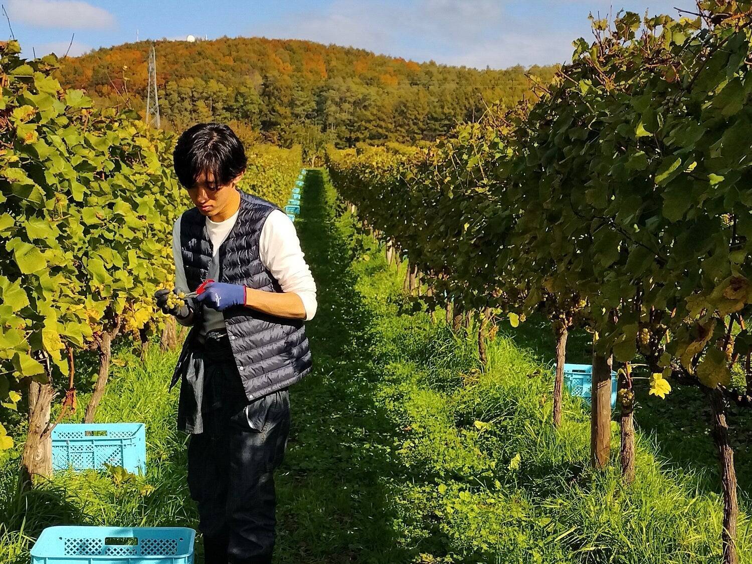 「甘さ×旨味」の可能性を信じて - 昆布ティラミス誕生の裏側 -