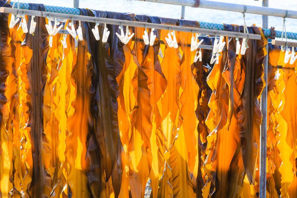 「甘さ×旨味」の可能性を信じて - 昆布ティラミス誕生の裏側 -