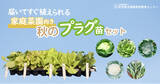 「【販売中!!】家庭菜園向き「有機プラグ苗セット」　 秋のサラダ野菜・秋のアブラナ科野菜 （公益財団法人 自然農法センター）」の画像1