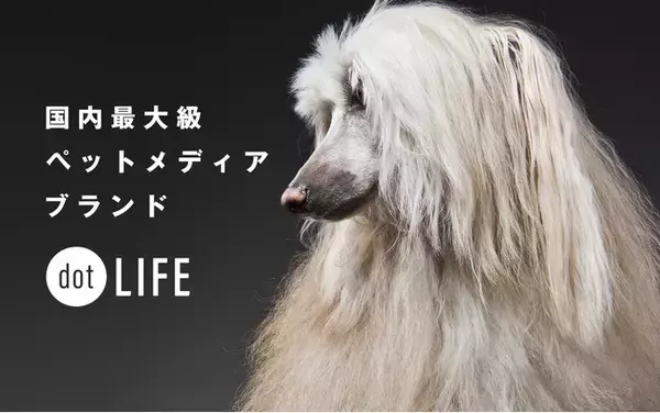 犬種特化型ペット専門メディア「dot LIFE」がブランドサイトをリニューアル！月間1,500万PVを突破