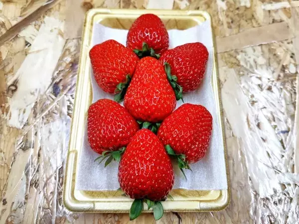 ブランドイチゴの品質アップにも貢献！バイオマス原料を使用した「バイオマスミナフォーム」をブランドイチゴの緩衝材に導入