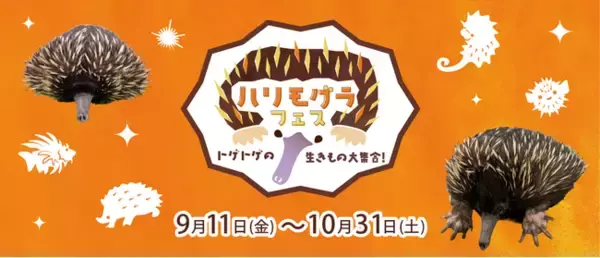 カワスイに珍獣!?新展示「ハリモグラ」とトゲトゲの生きものが大集合する「ハリモグラ フェス」を開催！