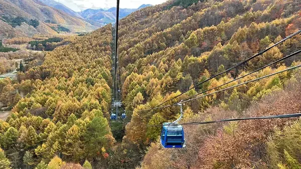 【苗場スキー場】晩秋の苗場ドラゴンドラ　「カラマツ」が黄金色に姿を変え、見頃を迎えます【運行期間】2022年11月6日（日）まで