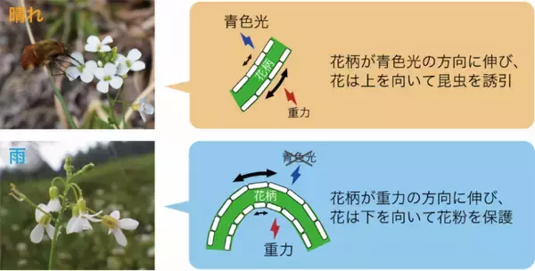 天候に応じて花が向きを変える意義とメカニズムを解明